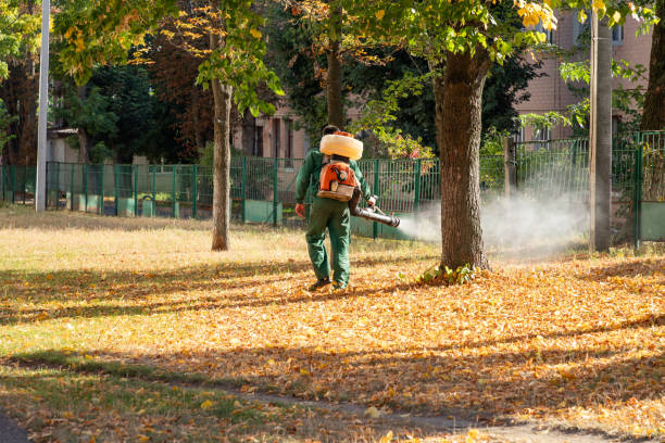 Best Flea Control Services  in Woodland, CA