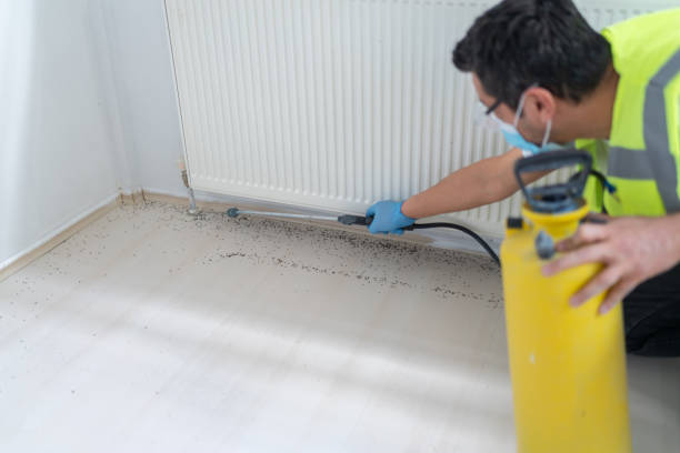 Flea Control Services in Woodland, CA