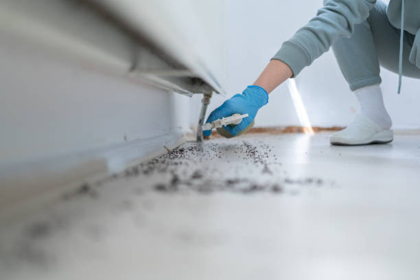 Professional Pest Control in Woodland, CA